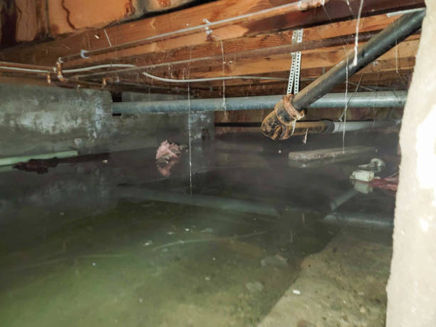 Best Water damage contractors near me  in Lomira, WI