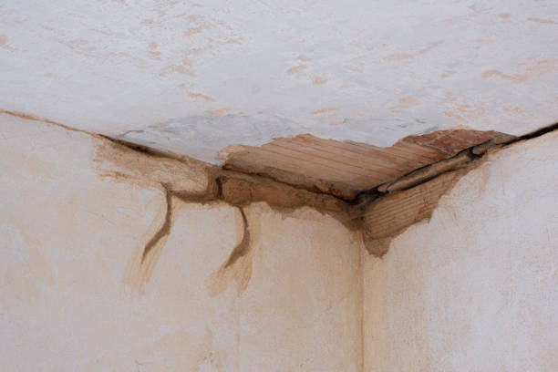Best Mold removal after water damage  in Lomira, WI